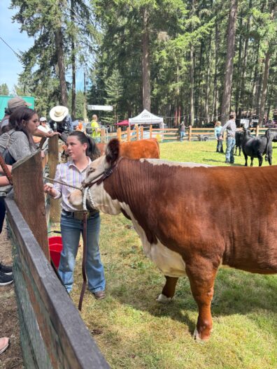 PC Fair - youth with a cow