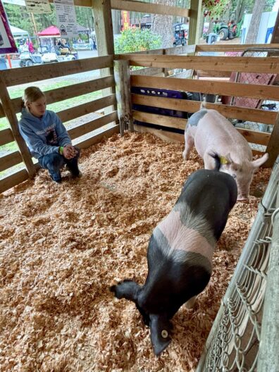 PC Fair - youth with swine