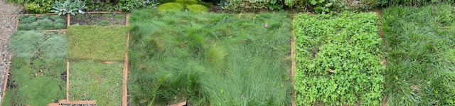 alternative plants to growing a lawn