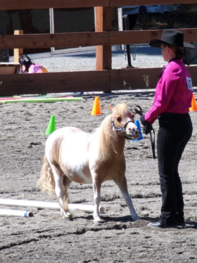 PC Fair - youth with mini horse