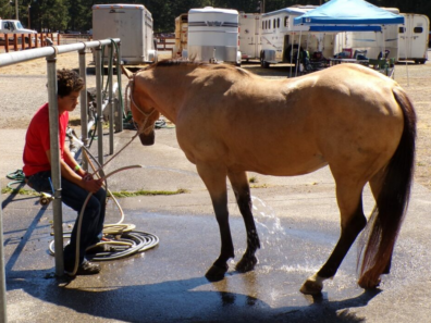 PC Fair - youth with his horse