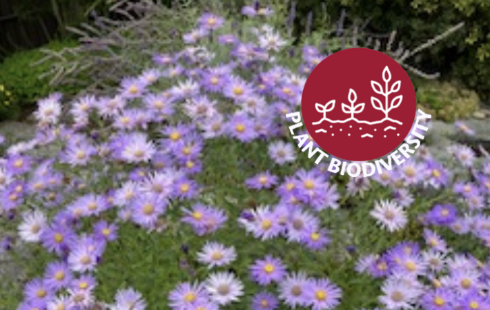 Purple flowers with the Plant Biodiversity spirit mark