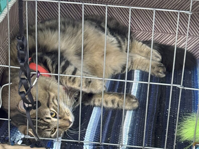 WA State Fair - Youth in the Cat Project