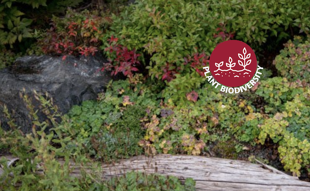 Garden of native plants