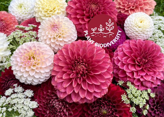 A profusion of Dahlias