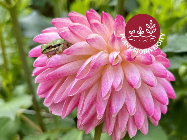 nina the frog on a dahlia