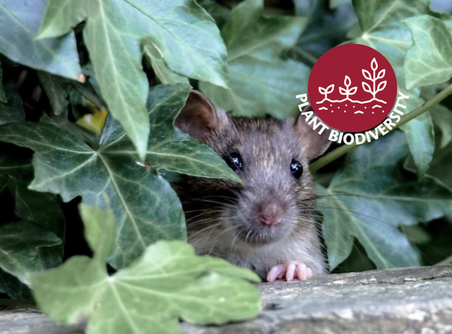 Rat peeking out from English Ivy