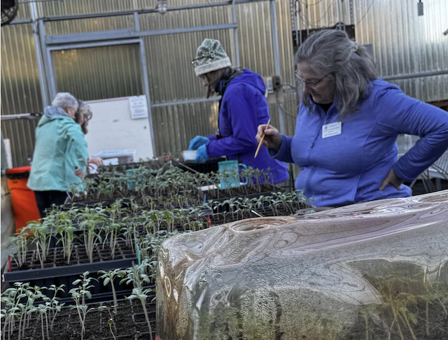 Growing Tomatoes for the Plant sale