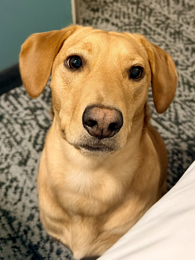  Picture of dog looking at you.