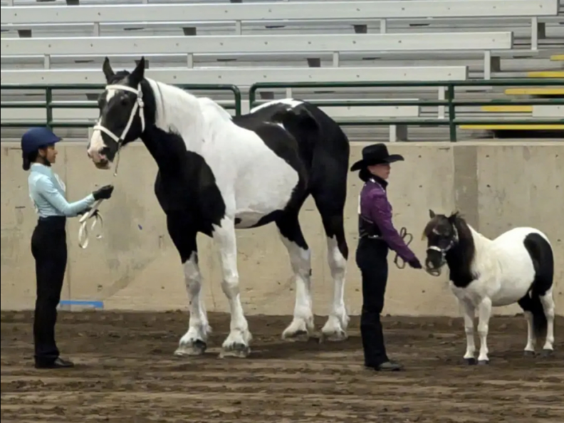 Two horses a big one and a mini, along with a youth standing by each one.