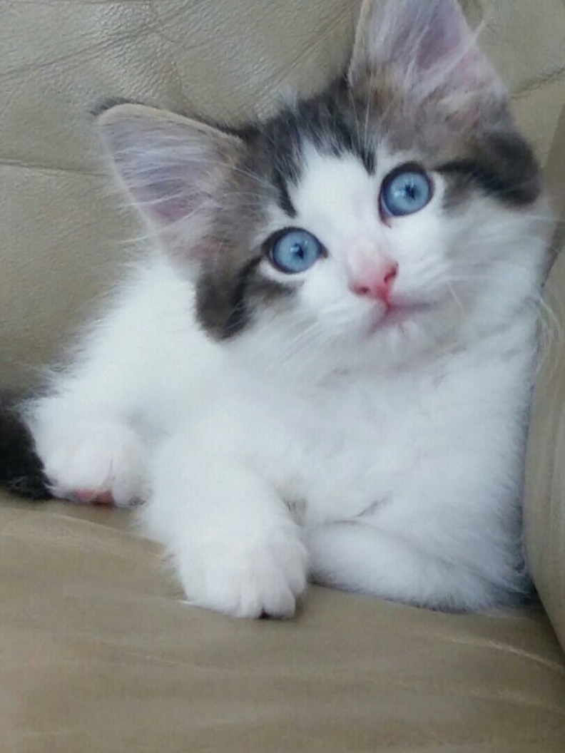 A picture of a white and black cat with blue eyes looking at you.