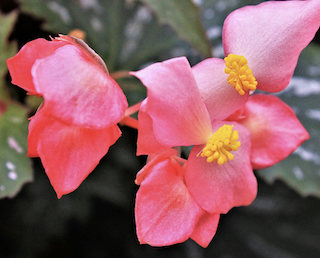 Begonia