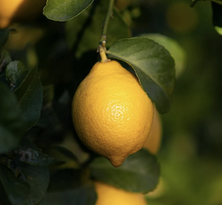 Lemon on the tree