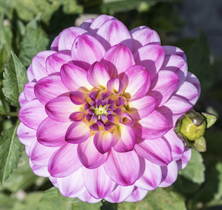 Dahlia