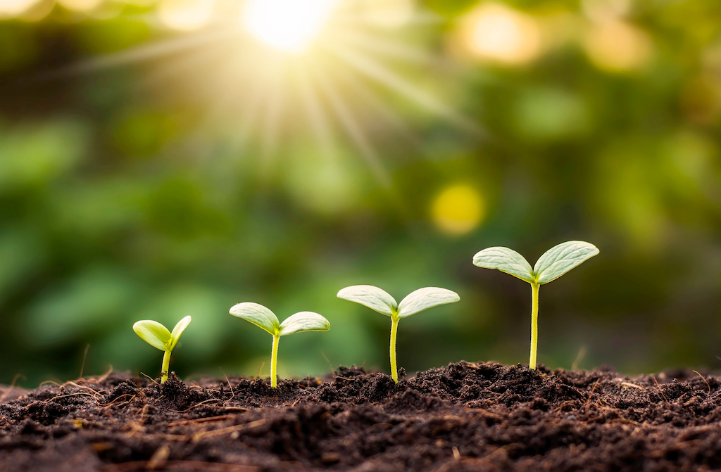 progressive sprouts in soil