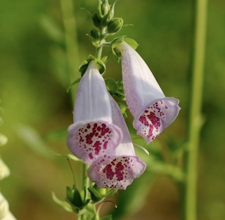 Foxglove in flower