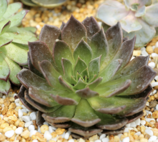 Hens and Chick plant