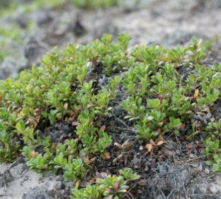 Kinnikinnick ground cover