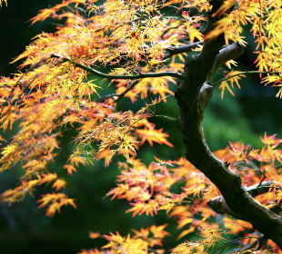 Maple tree