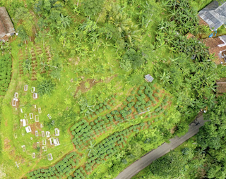 arial view of a garden