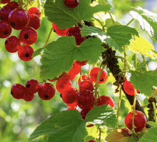 Red Currant shrub