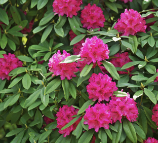 Rhododendron in flower