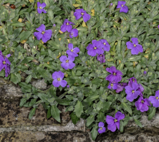Rock cress with purple flowers