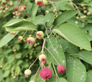 Serviceberry bush