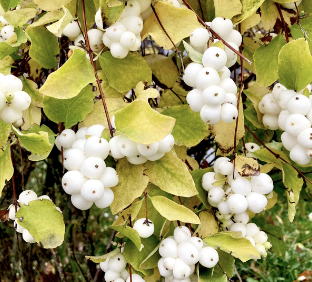 Snowberry tree