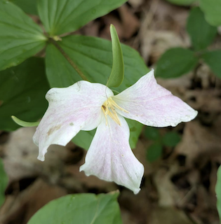 Trillium flower