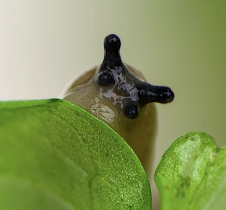 Slug on a leaf