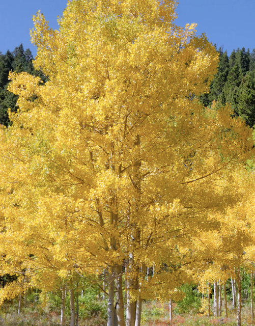 Mature aspen with yellow leaves