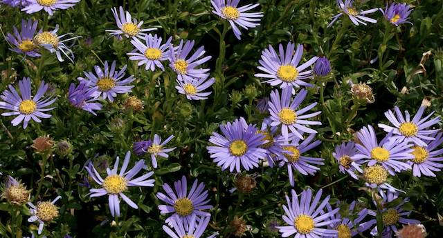 Aster flowers