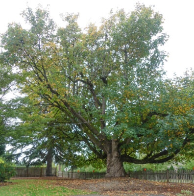 Mature bigleaf maple tree
