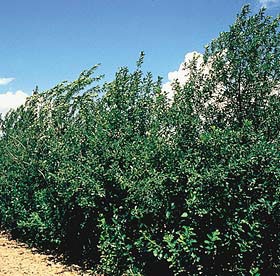 Choke cherry trees in landscape