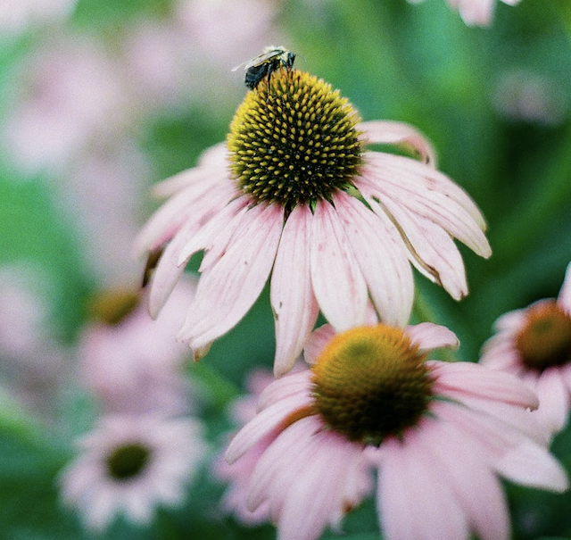 Bee on a coneflower