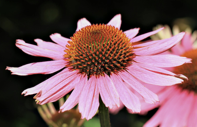Western coneflower