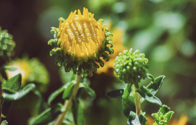 Curlycup gumweed starting to flower