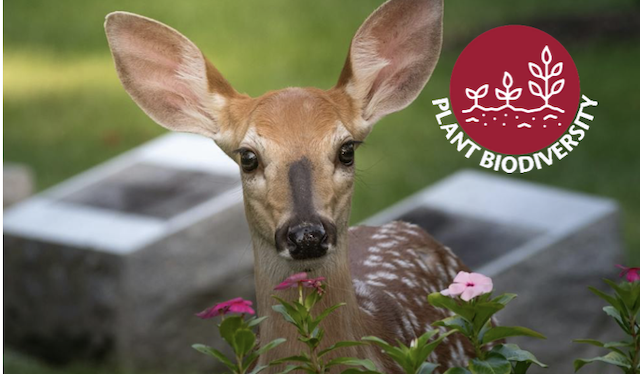 Deer eating flowers
