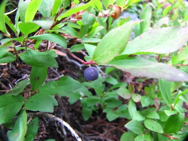 Dwarf bilberry shrub up close