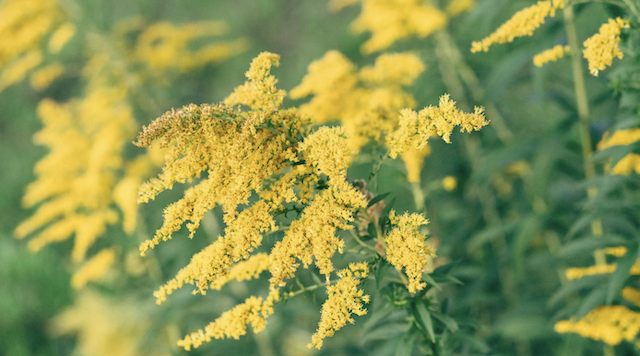 Goldenrod flowering