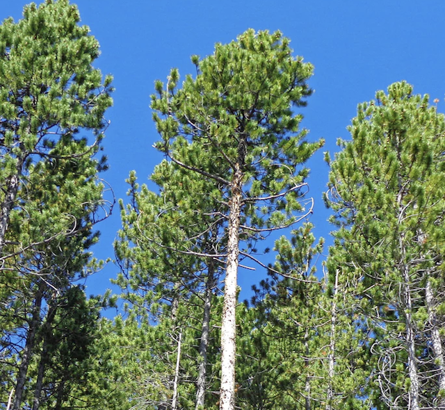 Tall lodgepole pine tree