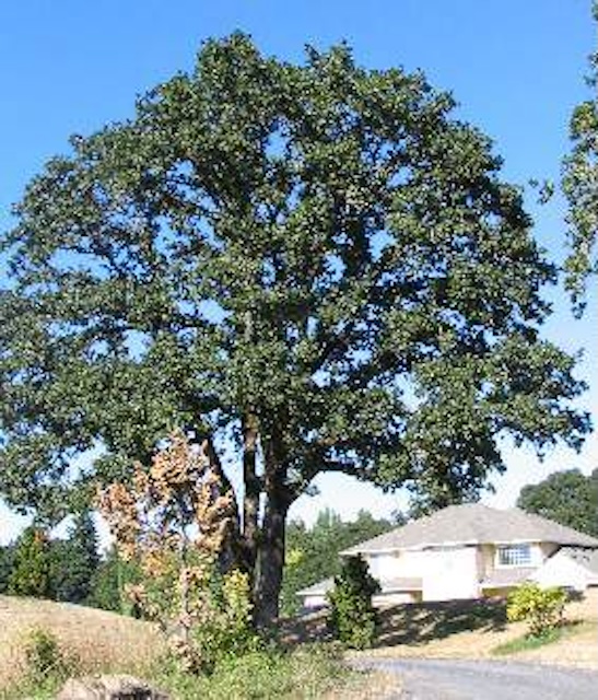 Mature Oregon white oak tree