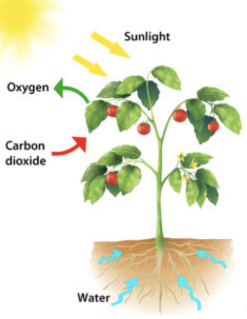 Image of a plant depicting photosynthesis
