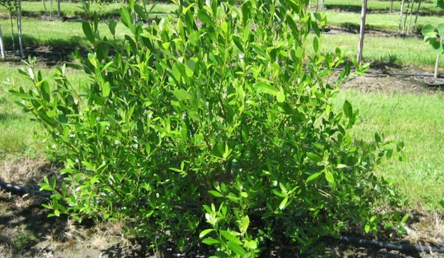 Shrub with green leaves about four feet tall.
