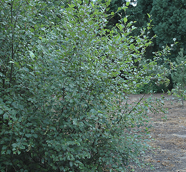 Sitka alder tree