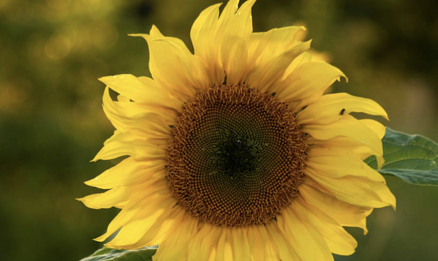 Sunflower in bloom