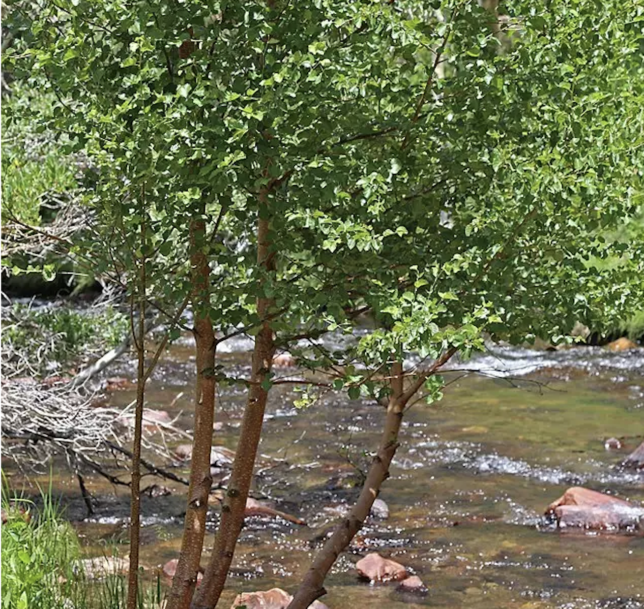 Water Birch tree by stream