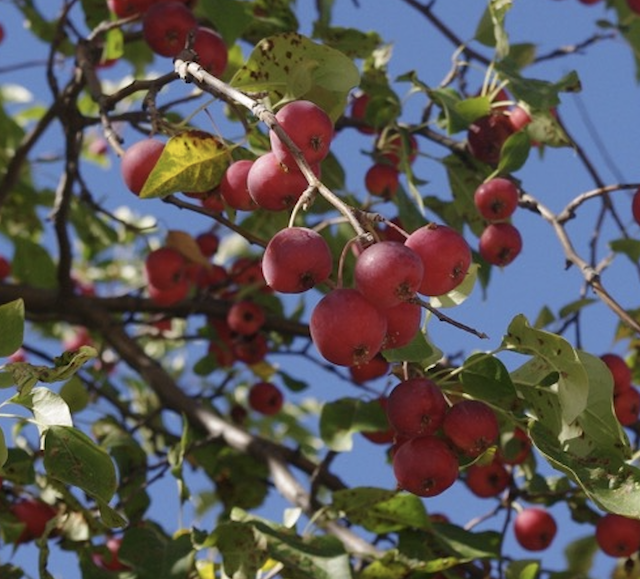 Closeup of crabapple tree