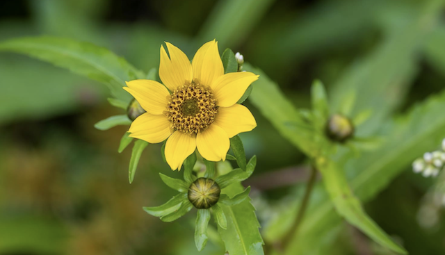 nodding bur marigold